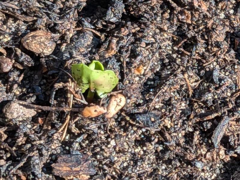 最初に芽が出たザクロ4月