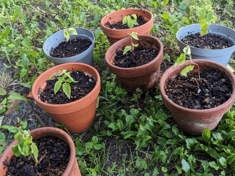鉢に植え替えたサクランボの苗木