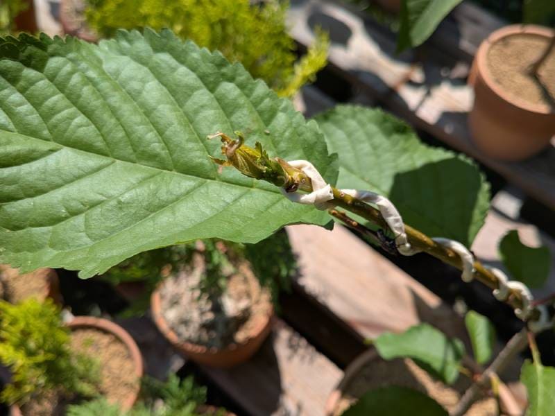 トラブル後のサクランボに力強い新芽