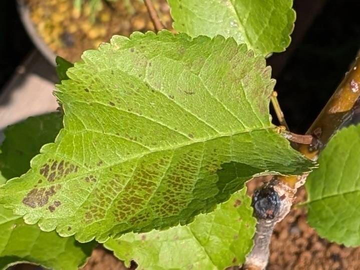 サクランボの葉が焦げたような様子