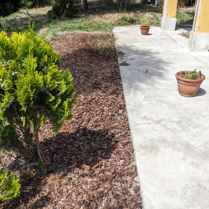 Thuja (ニオイヒバの仲間)　地植え 