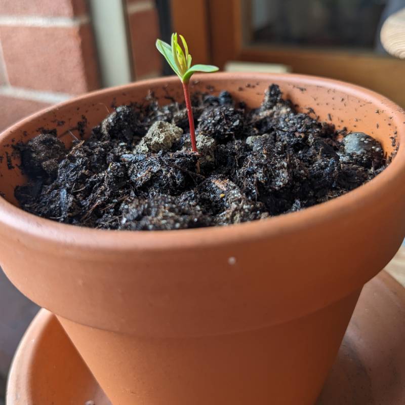 Thuja (ニオイヒバの仲間)鉢へ移植01