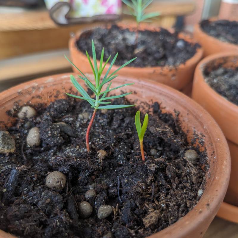 Thuja(ニオイヒバの仲間)本葉と新芽