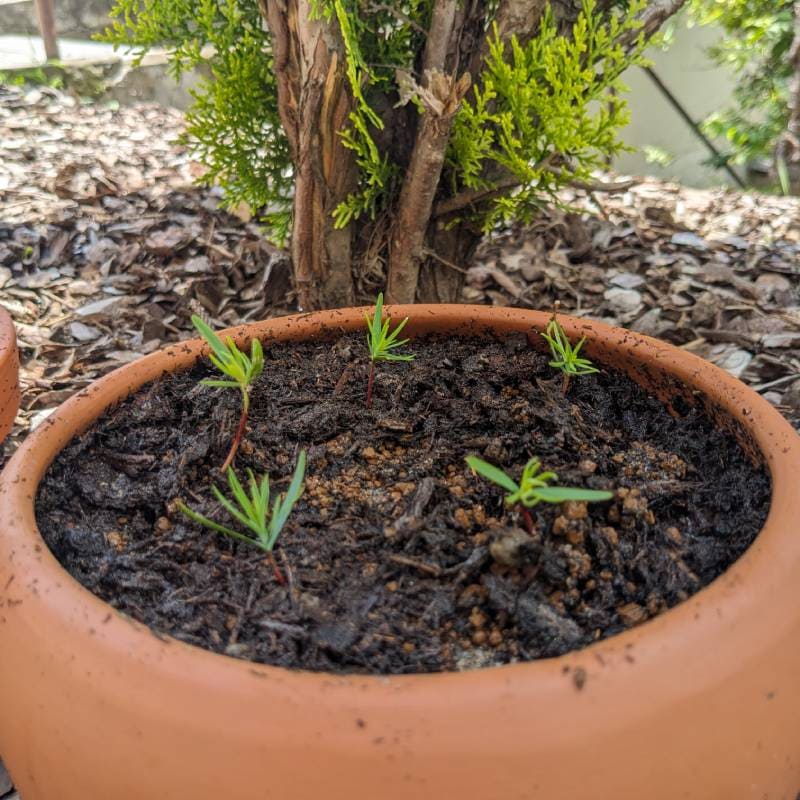 平たい鉢にまとめて植えた新芽(Thuja)