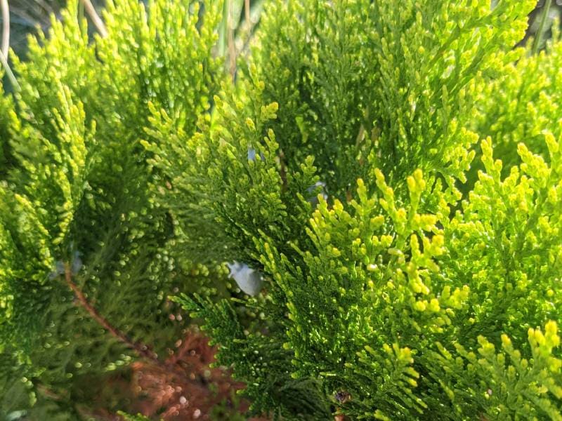 地植えのコニファー(Thuja)の葉の様子