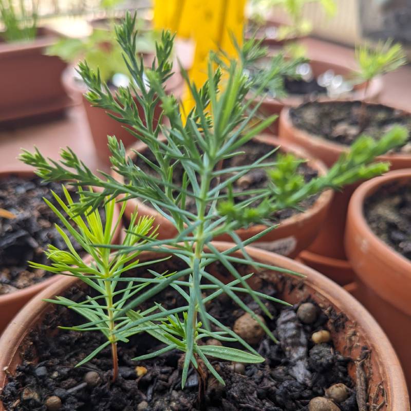 Thuja(ニオイヒバの仲間)芽が出て2～３か月後