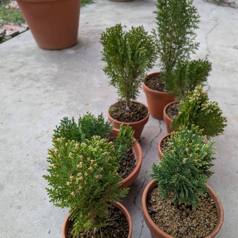 ３年目の雄花がついたThuja