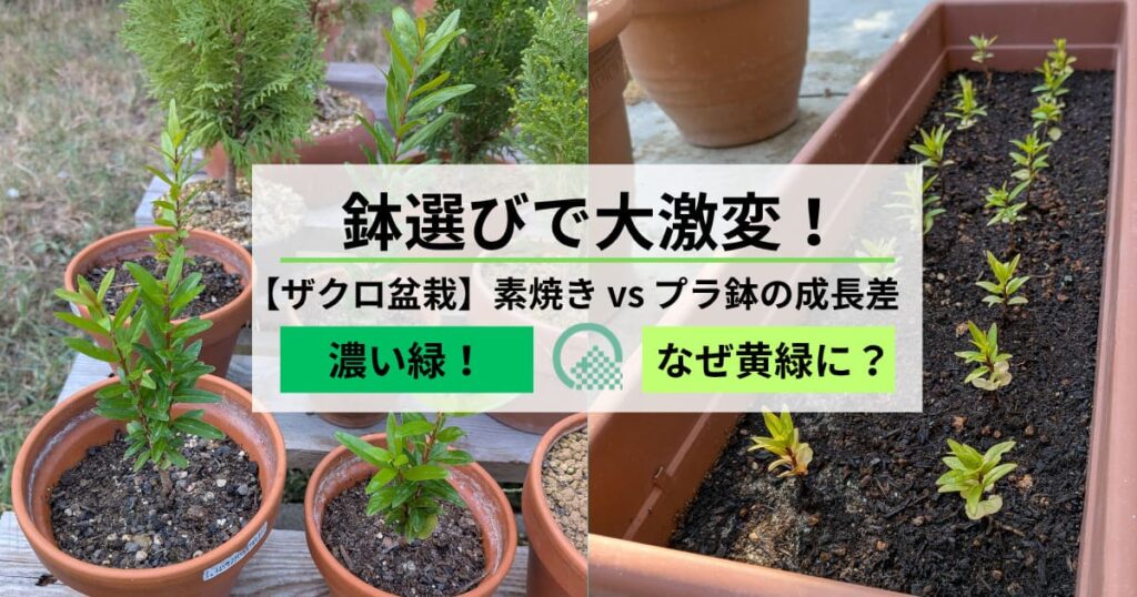 鉢選びで大激変！ザクロ盆栽】素焼き vs プラ鉢の成長差 濃い緑！なぜ黄緑に？
