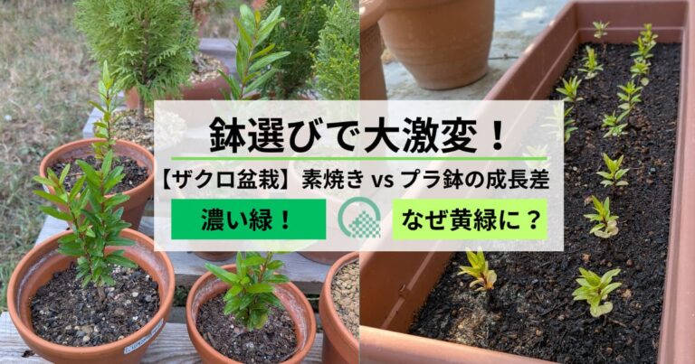 鉢選びで大激変!ザクロ盆栽】素焼き vs プラ鉢の成長差 濃い緑!なぜ黄緑に?