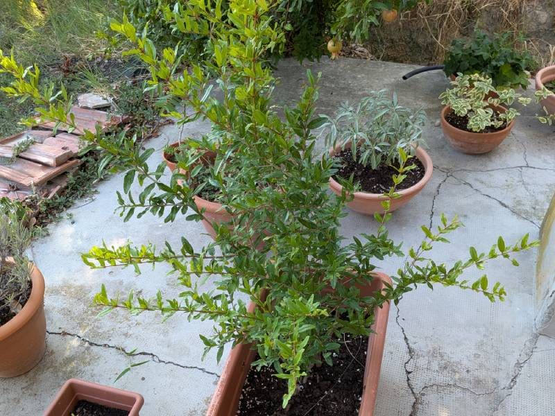 地植えからプランターに移したザクロの木