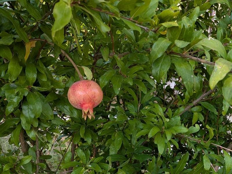 地植えのザクロ