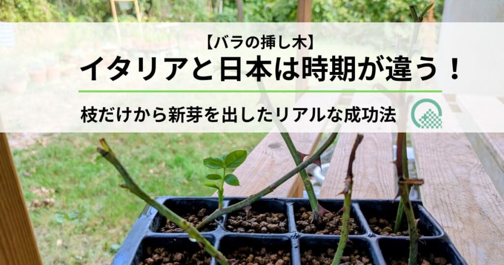 バラの挿し木　イタリアと日本は時期が違う！枝だけから新芽を出したリアルな成功法