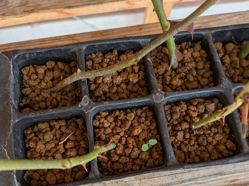 イタリアで5月に挿し木したバラから8月下旬に新芽が出た様子、その1