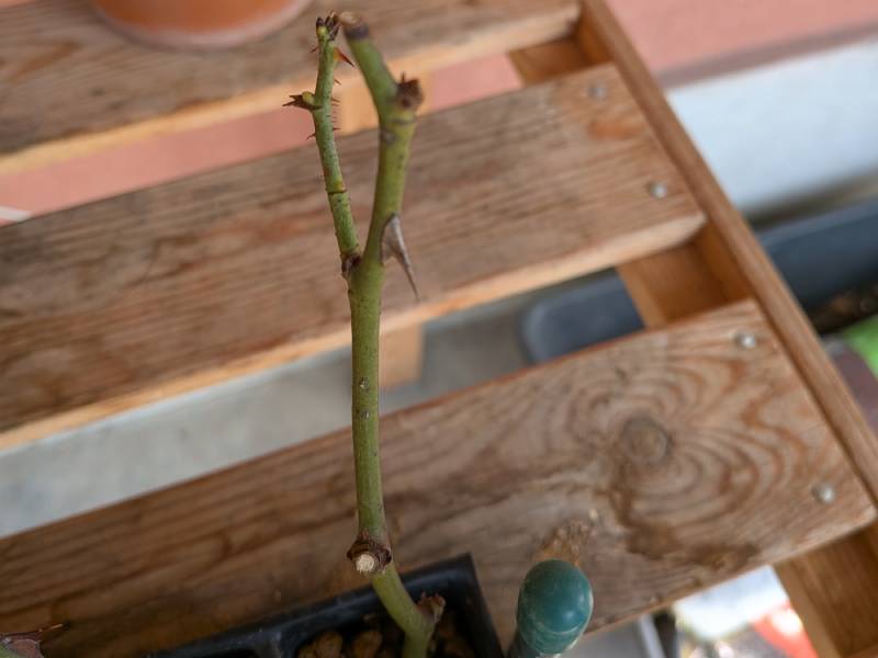イタリアで5月に挿し木したバラから8月下旬に新芽が出た様子、その2