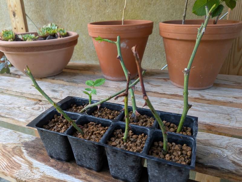 イタリアで5月に挿し木したバラから8月下旬に新しい葉が出た様子