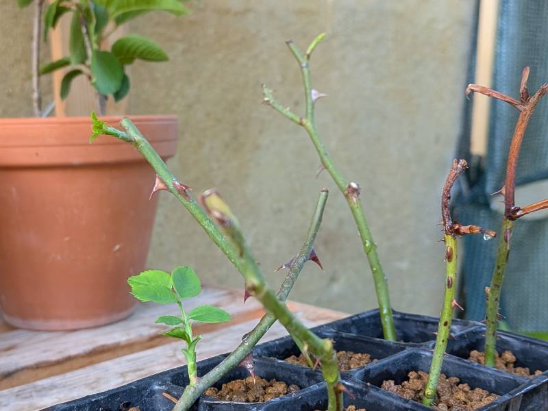 イタリアで5月に挿し木したバラから8月下旬に新しい葉が出た様子、その2