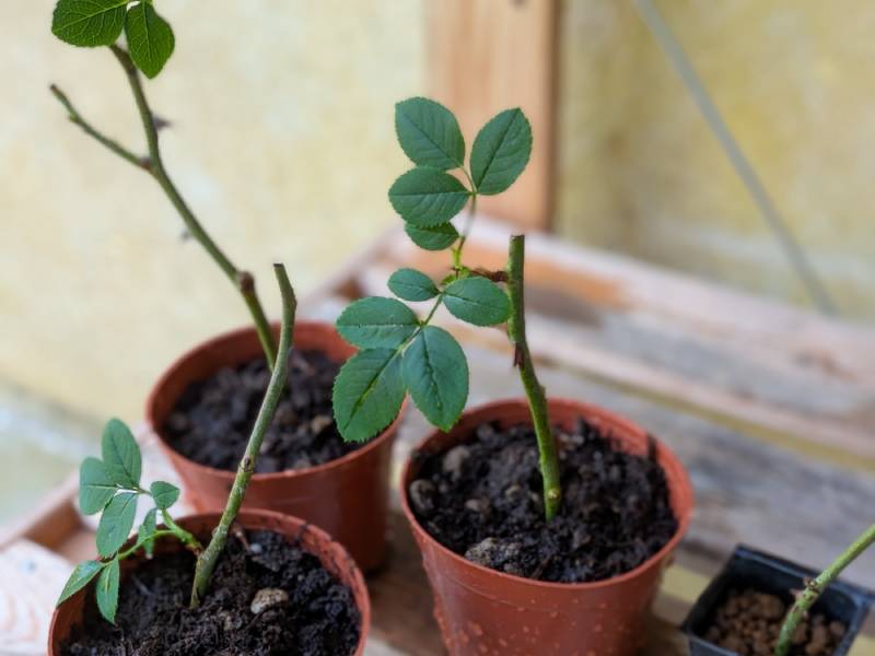 イタリアでバラの挿し木をして植え替えした様子