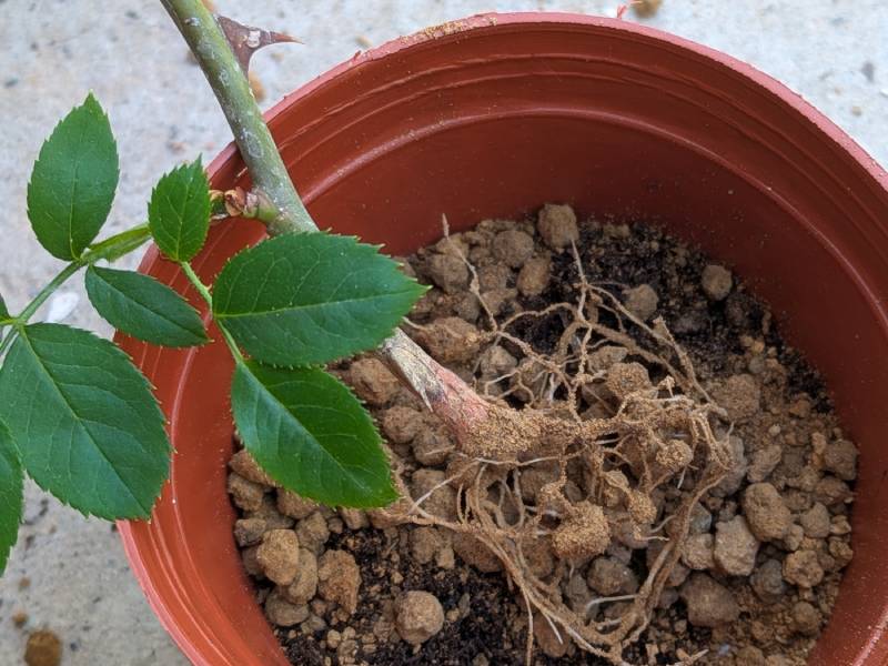 パラの挿し木に根がついていた様子