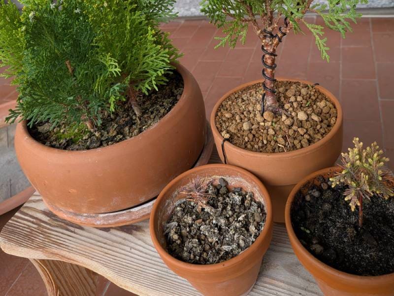 3年目の大きく育たなかったThuja