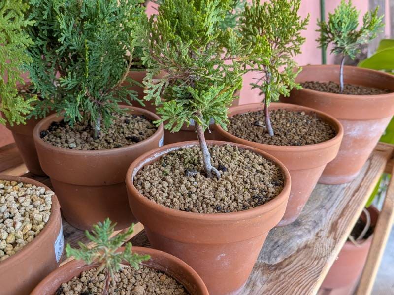 ３年目の植え替え後の小さなThuja