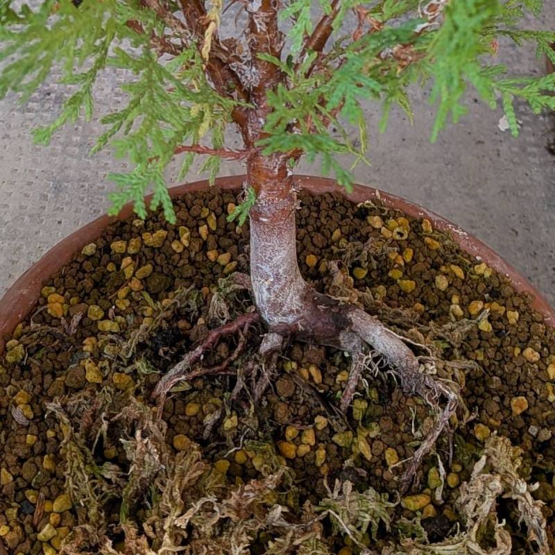 土からはみ出した根元のThuja