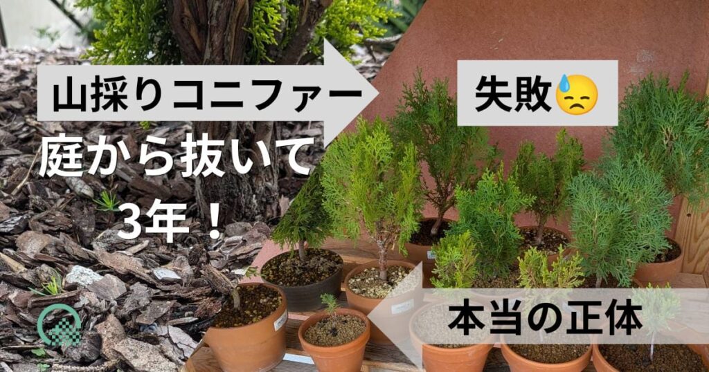 山採りコニファー庭から抜いて３年！失敗　本当の正体