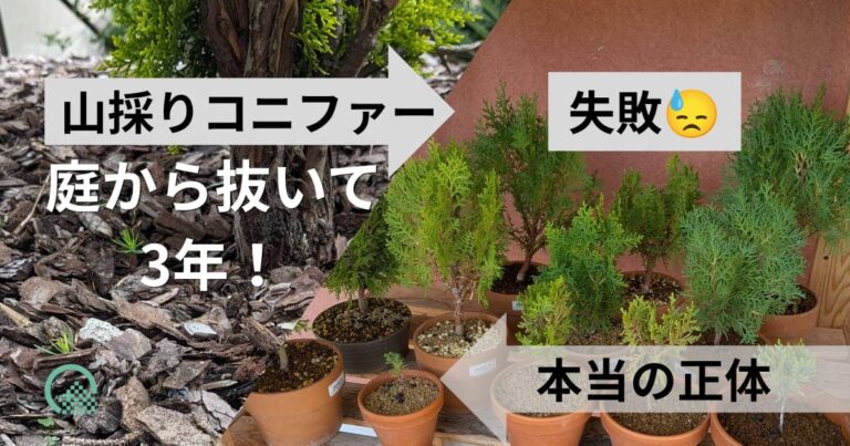 山採りコニファー庭から抜いて３年！失敗　本当の正体
